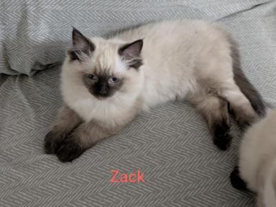 Zack - Ragdoll - Gallery Photo #1