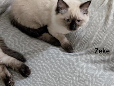 Zeke - Ragdoll - Gallery Photo #1