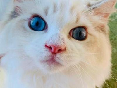 Super Pretty - Ragdoll - Gallery Photo #1
