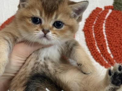Mochi X Luis - Scottish Fold - Gallery Photo #1