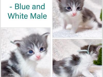 Cashmere - Maine Coon - Gallery Photo #1