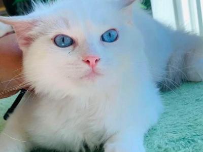 Lavender Queen - Ragdoll - Gallery Photo #1