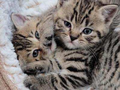 Scottish Straight Kittens - Scottish Straight - Gallery Photo #1