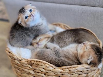 Scottish Straight And Fold Kitten - Scottish Fold - Gallery Photo #1