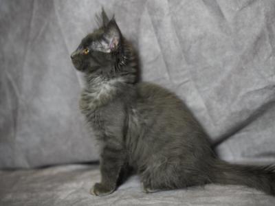 Ivy Thistle - Maine Coon - Gallery Photo #1