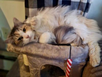 Sweet Maine Coon Ragdoll Girl - Maine Coon - Gallery Photo #1