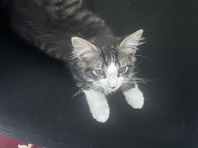 Notdecided - Domestic - Gallery Photo #1