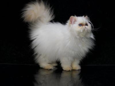 Alexis - Persian - Gallery Photo #1