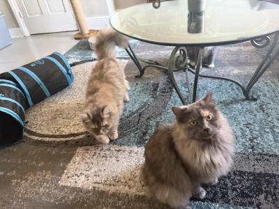 Bunny And Stinkbug - American Bobtail - Gallery Photo #1
