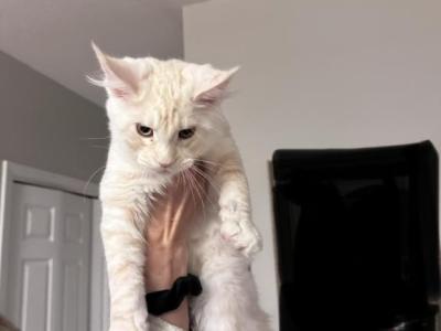 Cream - Maine Coon - Gallery Photo #1