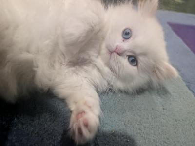 Lux - Persian - Gallery Photo #1