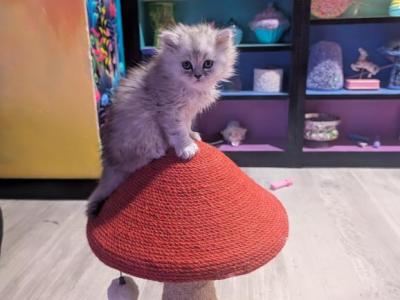 Onyx - Persian - Gallery Photo #1
