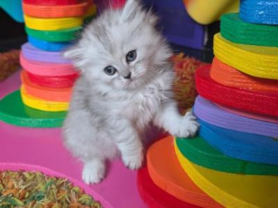 Cosmic - Persian - Gallery Photo #1