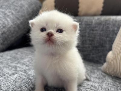 Adorable Male Scottish Straight Kitten - Scottish Straight - Gallery Photo #1