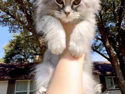 Blue Smoke Tabby - Maine Coon - Gallery Photo #1