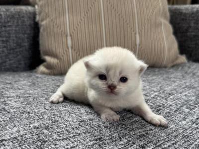 Beautiful Female Scottish Straight Kitten - Scottish Straight - Gallery Photo #1
