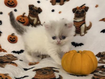 Lilac Van Or Color Pointed Male - Persian - Gallery Photo #1