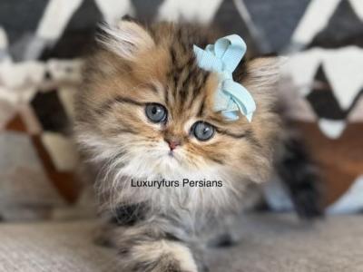 Gold - Persian - Gallery Photo #1
