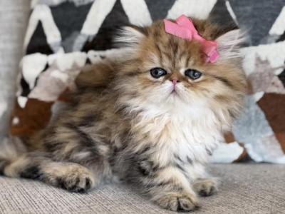 Goldie - Persian - Gallery Photo #1
