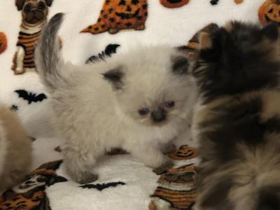 Seal Pointed Female - Persian - Gallery Photo #1