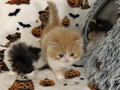 Reserved Orange Bicolor Male - Persian - Gallery Photo #1