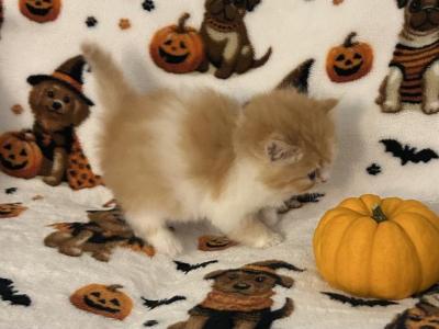 Orange Bicolor Male - Persian - Gallery Photo #1