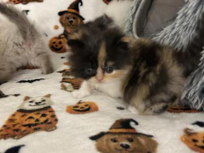 Calico - Persian - Gallery Photo #1
