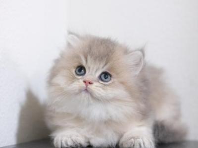 Mikey Longhair - British Shorthair - Gallery Photo #1