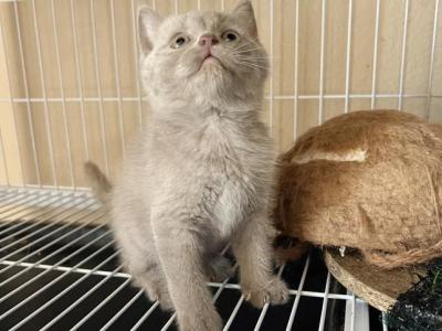 Wawa - British Shorthair - Gallery Photo #1