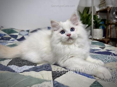 Emeric - Ragdoll - Gallery Photo #1