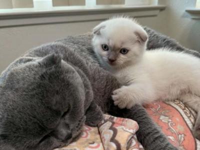 White Fold - Scottish Fold - Gallery Photo #1