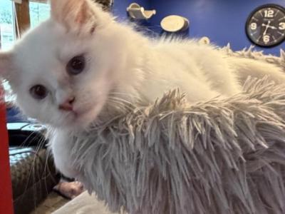 Cinnamon Point  Female - Ragdoll - Gallery Photo #1