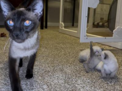 Fall Litter READY BY CHRISTMAS - Siamese - Gallery Photo #1