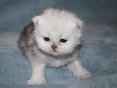 CFA Shaded Silver Female Persian Kitten - Persian - Gallery Photo #1