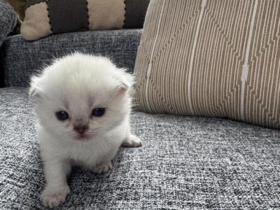 Sweet Female Scottish Fold Kitten - Scottish Fold - Gallery Photo #1
