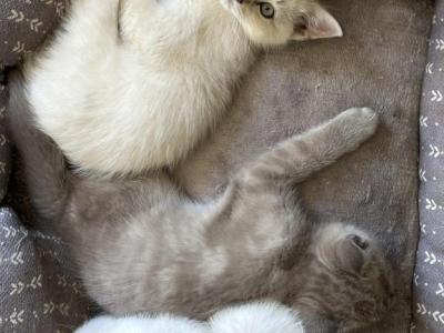 Bengal Siamese Mix - Bengal - Gallery Photo #1