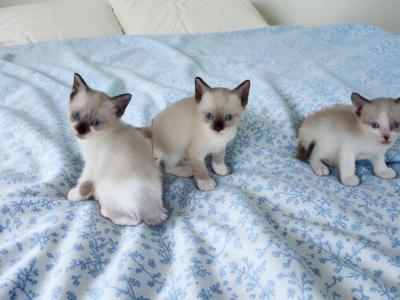 Brighteye's Litter - Snowshoe - Gallery Photo #1