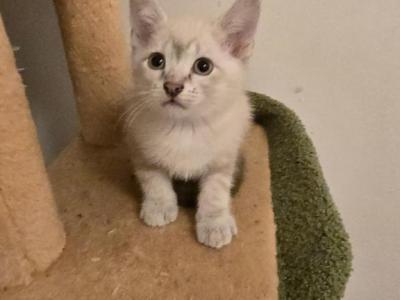 Lynx Point Siamese Kittens - Siamese - Gallery Photo #1