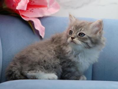 Sasha Of Romanov Dynasty - Siberian - Gallery Photo #1