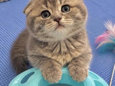 Mia - Scottish Fold - Gallery Photo #1