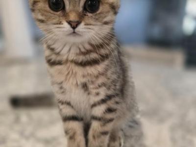 Molly - Scottish Fold - Gallery Photo #1