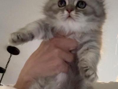 Scottish Fold Female - Scottish Fold - Gallery Photo #1