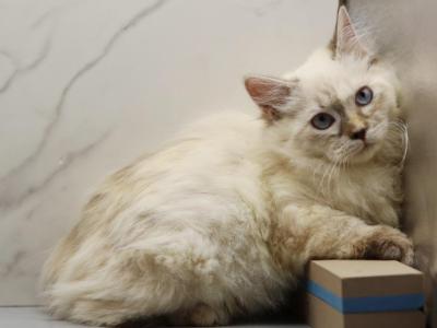 Orchid Of RomanovCats - Siberian - Gallery Photo #1