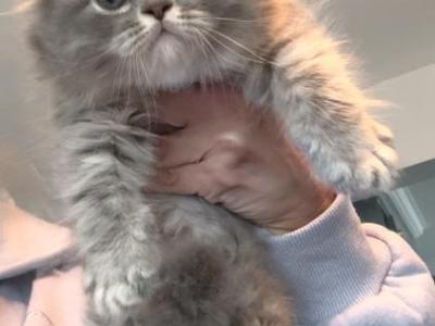 Scottish Fold Male - Scottish Fold - Gallery Photo #1