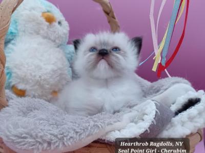 Thyme's Seal Point Mink Female - Ragdoll - Gallery Photo #1