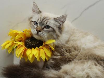 Lazurka Of RomanovCats - Siberian - Gallery Photo #1