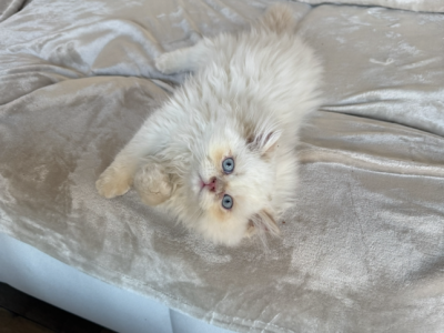Leo - Himalayan - Gallery Photo #1