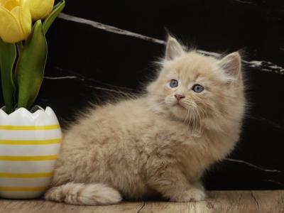 Peacan Of RomanovCats - Siberian - Gallery Photo #1