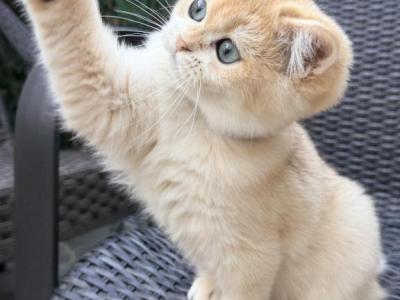 Caesar Augustus Golden Shaded Boy - British Shorthair - Gallery Photo #1
