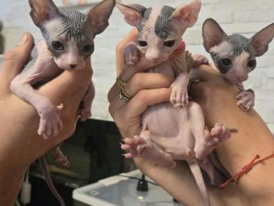 Canadian Sphynx - Sphynx - Gallery Photo #1